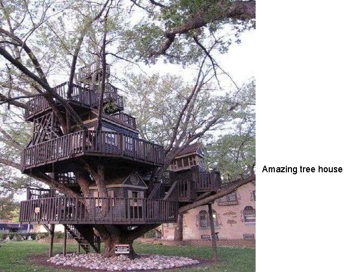 Amazing tree house 