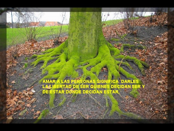 AMAR A LAS PERSONAS SIGNIFICA DARLES LA LIBERTAD DE SER QUIENES DECIDAN SER Y