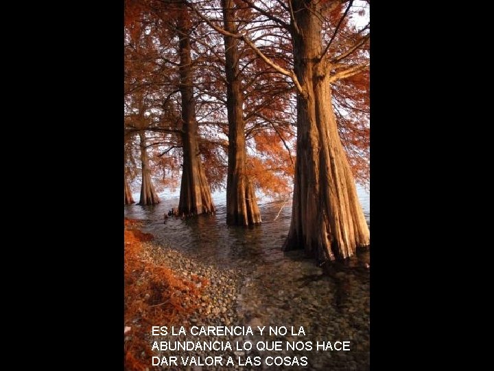 ES LA CARENCIA Y NO LA ABUNDANCIA LO QUE NOS HACE DAR VALOR A