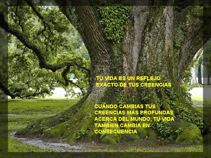 TU VIDA ES UN REFLEJO EXACTO DE TUS CREENCIAS CUANDO CAMBIAS TUS CREENCIAS MÁS