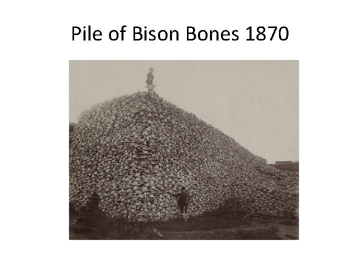 Pile of Bison Bones 1870 