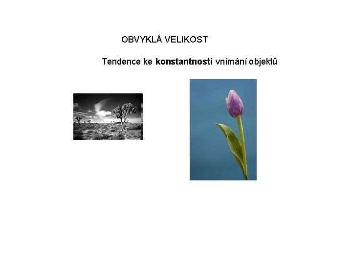 OBVYKLÁ VELIKOST Tendence ke konstantnosti vnímání objektů 