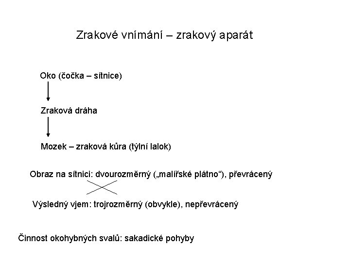 Zrakové vnímání – zrakový aparát Oko (čočka – sítnice) Zraková dráha Mozek – zraková