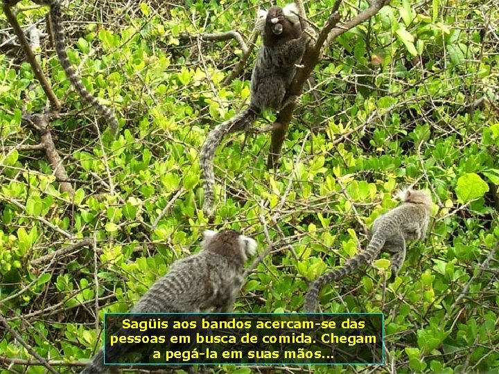 Sagüis aos bandos acercam-se das pessoas em busca de comida. Chegam a pegá-la em