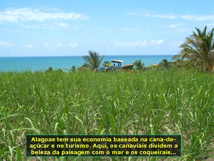 Alagoas tem sua economia baseada na cana-deaçúcar e no turismo. Aqui, os canaviais dividem