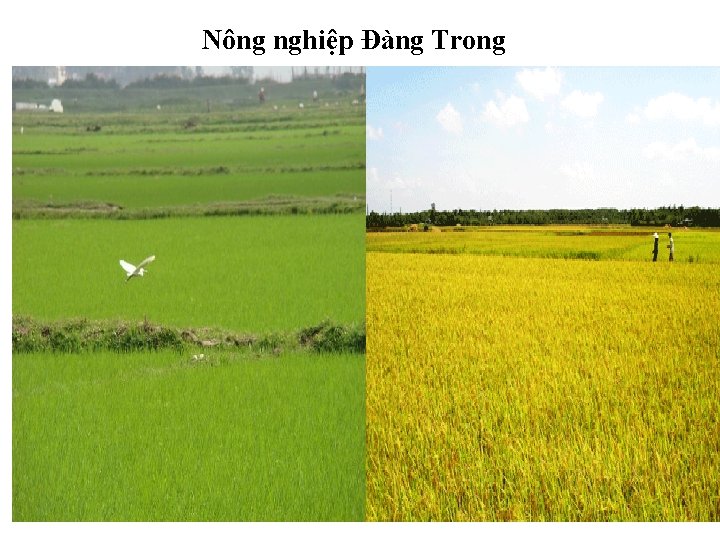 Nông nghiệp Đàng Trong 