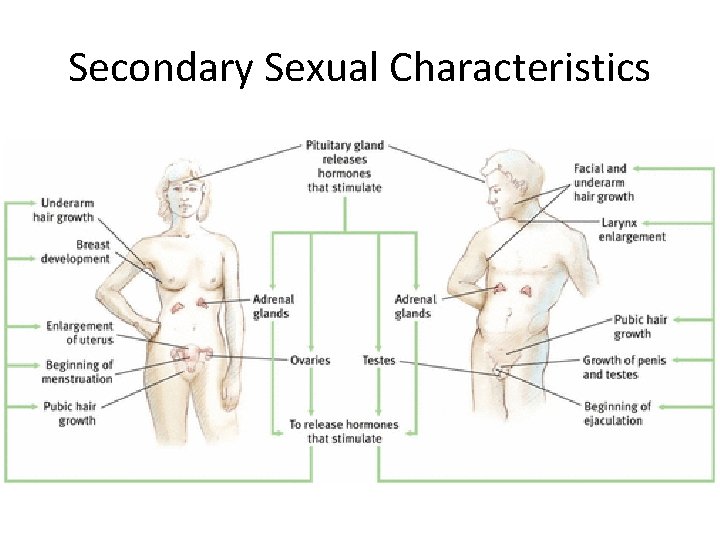 Secondary Sexual Characteristics 