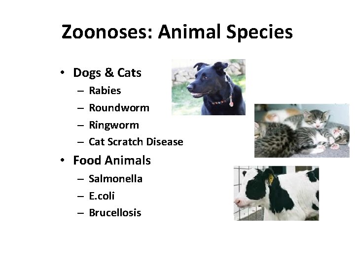 Zoonoses: Animal Species • Dogs & Cats – – Rabies Roundworm Ringworm Cat Scratch