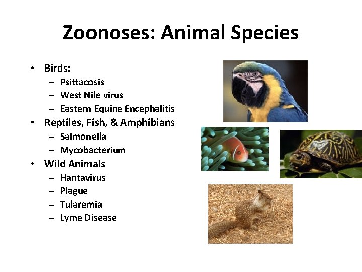 Zoonoses: Animal Species • Birds: – Psittacosis – West Nile virus – Eastern Equine