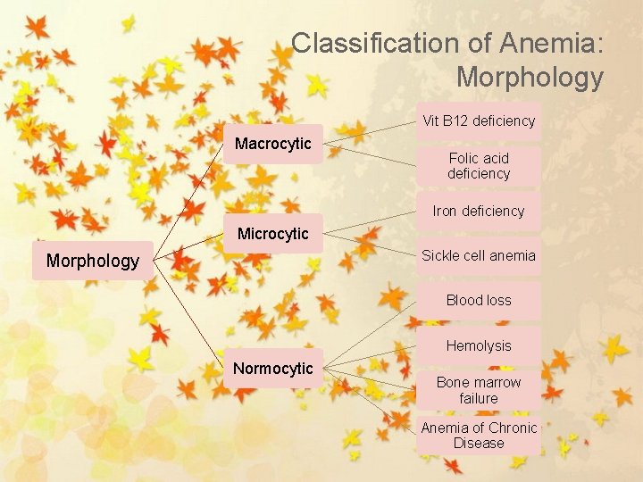 Classification of Anemia: Morphology Vit B 12 deficiency Macrocytic Folic acid deficiency Iron deficiency