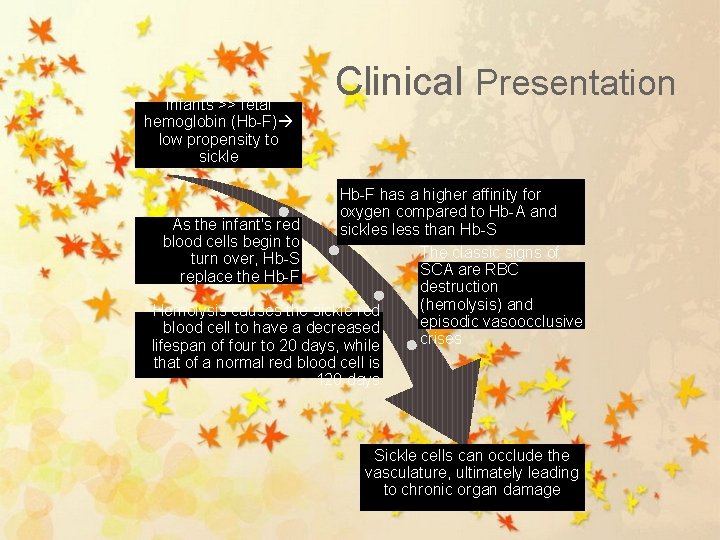 Infants >> fetal hemoglobin (Hb-F) low propensity to sickle Clinical Presentation Hb-F has a