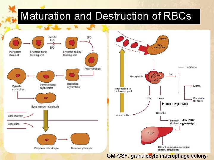 Maturation and Destruction of RBCs Heme oxygenase Albumin plasma GM-CSF: granulocyte macrophage colony- 