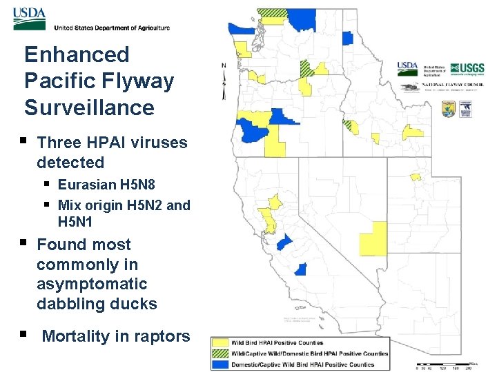 Enhanced Pacific Flyway Surveillance § Three HPAI viruses detected § § Eurasian H 5