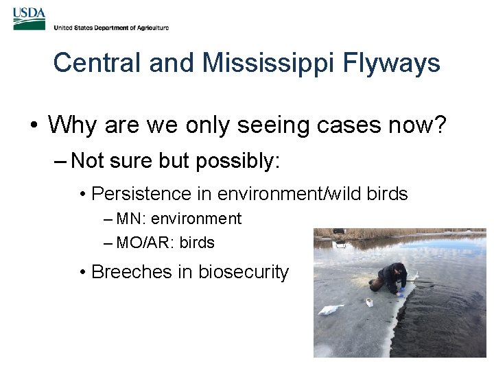 Central and Mississippi Flyways • Why are we only seeing cases now? – Not