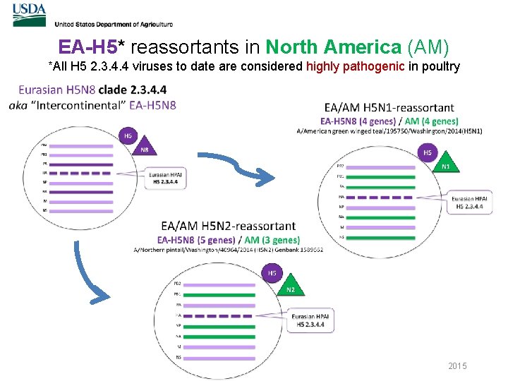 EA-H 5* reassortants in North America (AM) *All H 5 2. 3. 4. 4