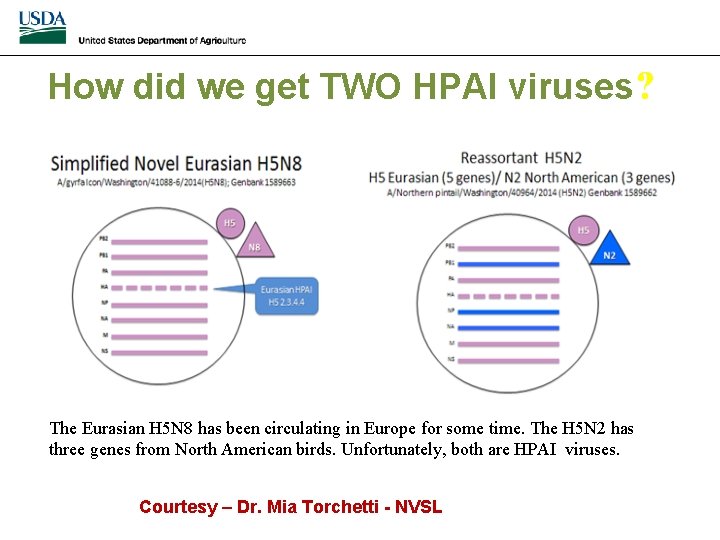How did we get TWO HPAI viruses? The Eurasian H 5 N 8 has