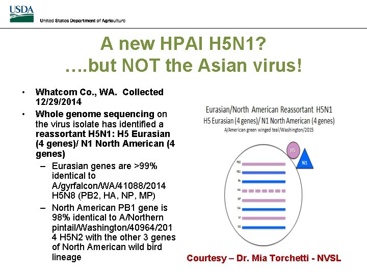 A new HPAI H 5 N 1? …. but NOT the Asian virus! •