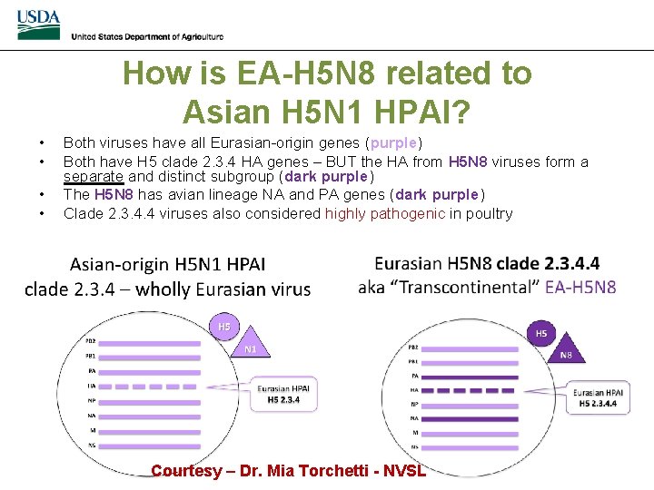 How is EA-H 5 N 8 related to Asian H 5 N 1 HPAI?