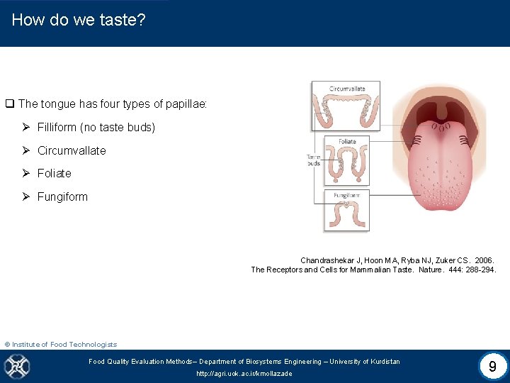 How do we taste? q The tongue has four types of papillae: Ø Filliform
