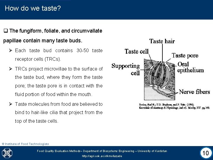 How do we taste? q The fungiform, foliate, and circumvallate papillae contain many taste