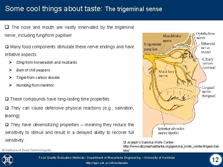 Some cool things about taste: The trigeminal sense q The nose and mouth are