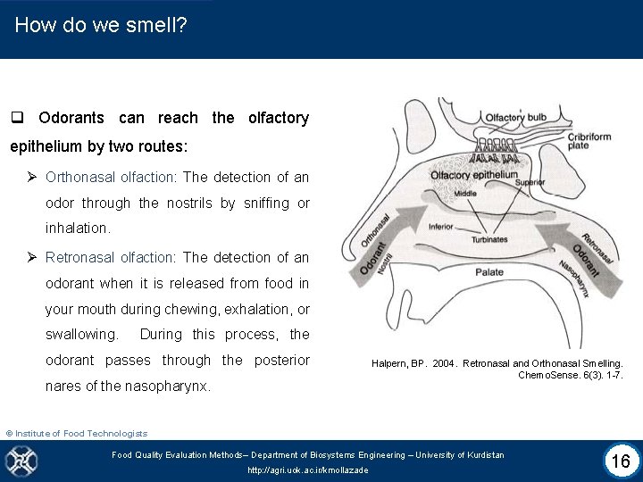 How do we smell? q Odorants can reach the olfactory epithelium by two routes: