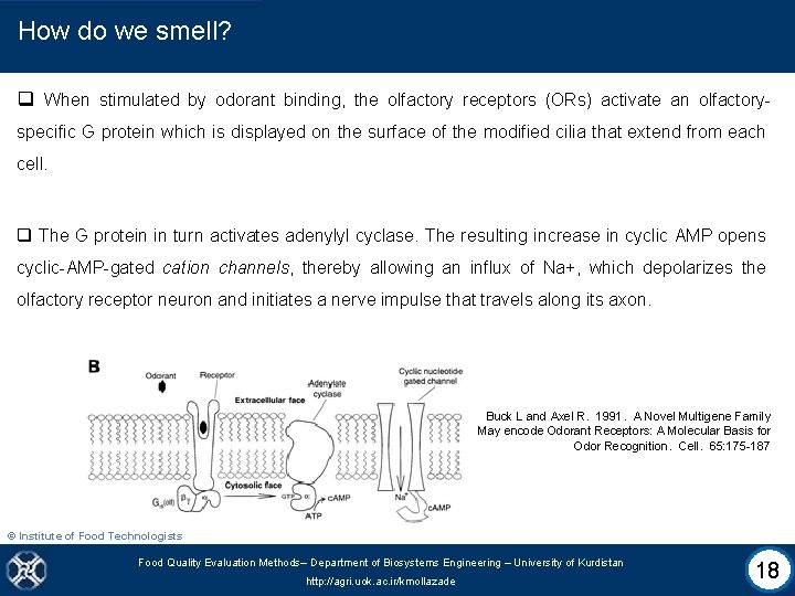 How do we smell? q When stimulated by odorant binding, the olfactory receptors (ORs)