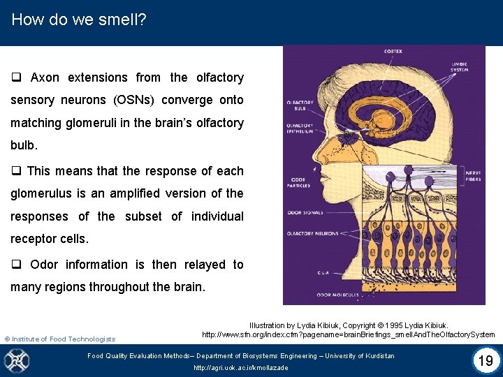 How do we smell? q Axon extensions from the olfactory sensory neurons (OSNs) converge