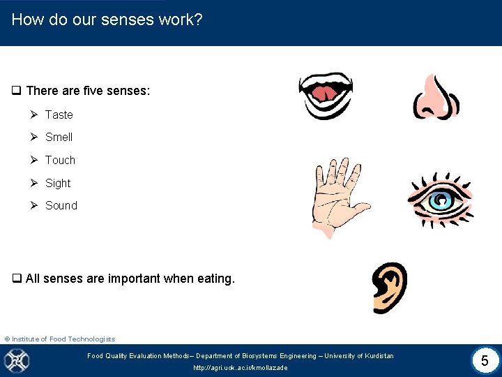 How do our senses work? q There are five senses: Ø Taste Ø Smell