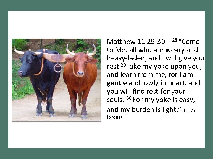 Matthew 11: 29 -30— 28 “Come to Me, all who are weary and heavy-laden,