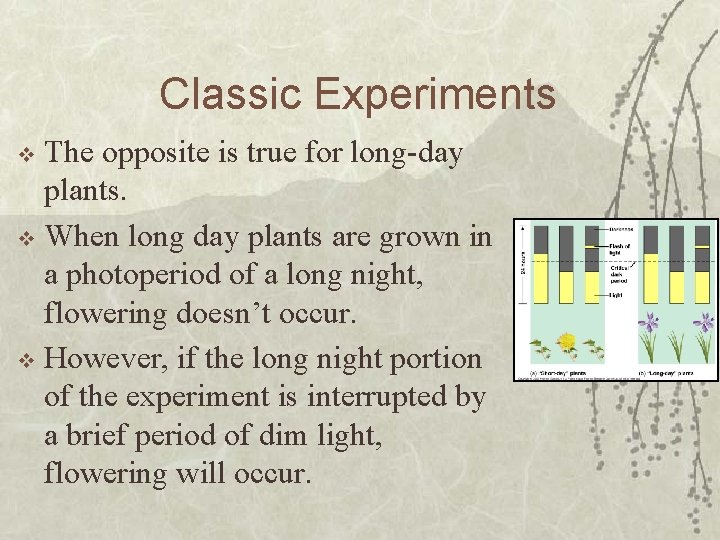 Classic Experiments The opposite is true for long-day plants. v When long day plants