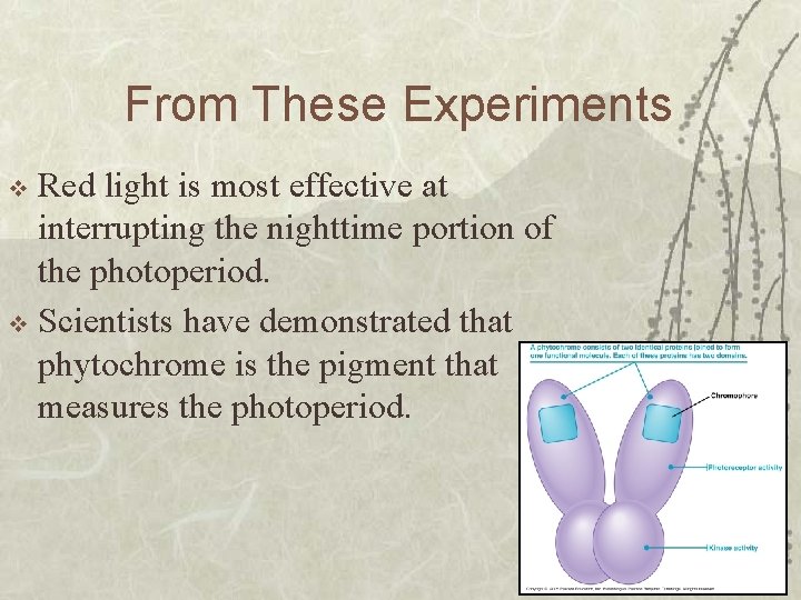 From These Experiments Red light is most effective at interrupting the nighttime portion of