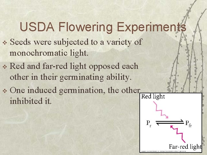 USDA Flowering Experiments Seeds were subjected to a variety of monochromatic light. v Red