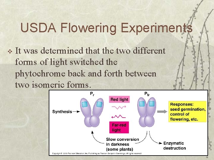 USDA Flowering Experiments v It was determined that the two different forms of light