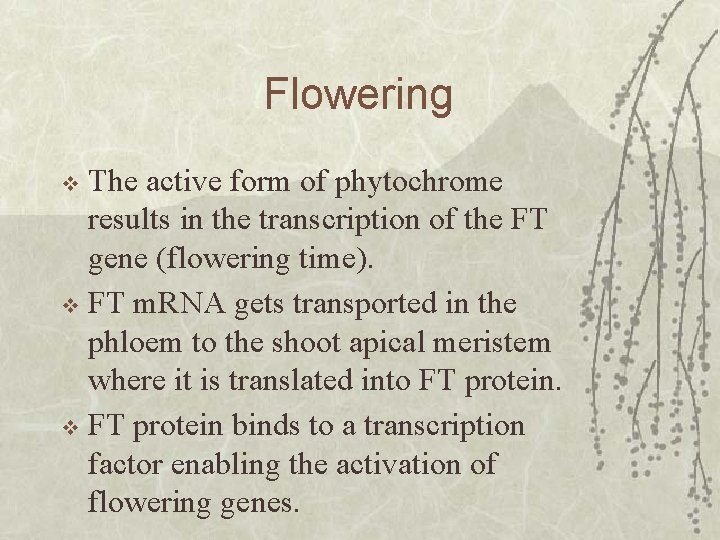 Flowering The active form of phytochrome results in the transcription of the FT gene