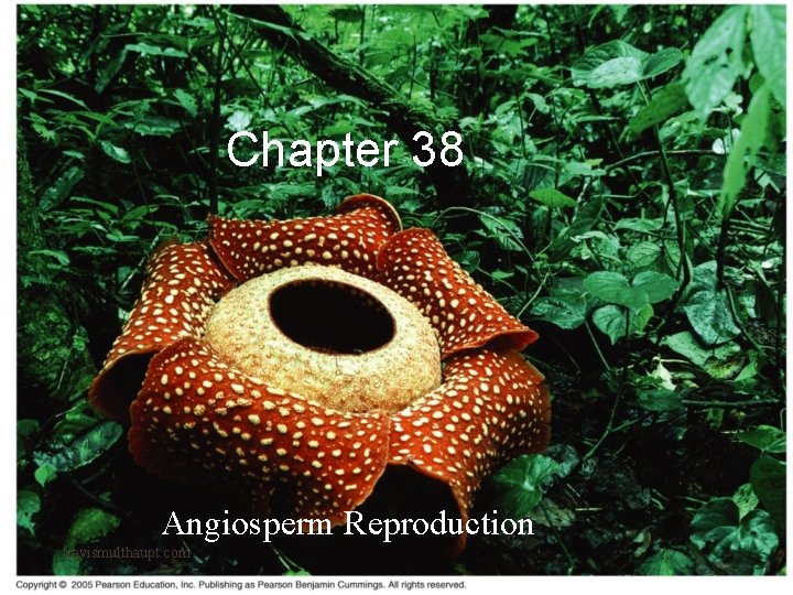 Chapter 38 Angiosperm Reproduction travismulthaupt. com 