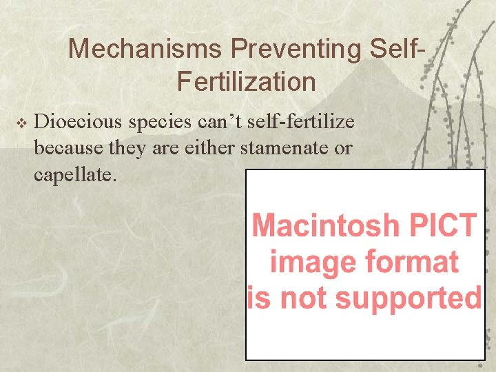 Mechanisms Preventing Self. Fertilization v Dioecious species can’t self-fertilize because they are either stamenate