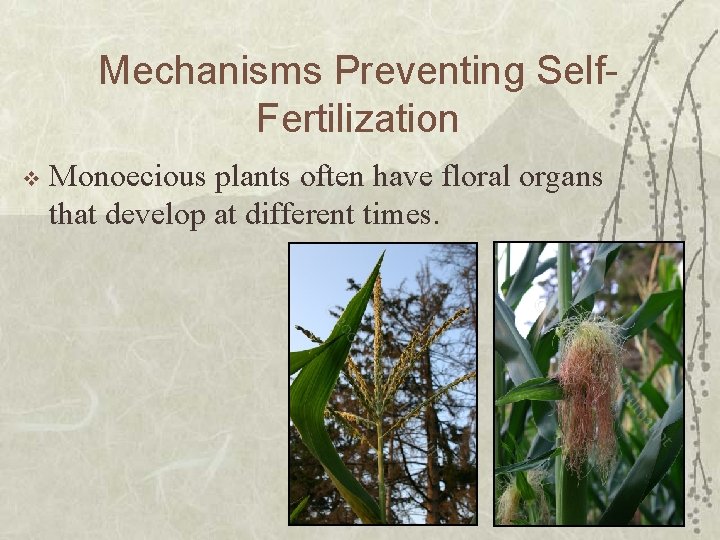 Mechanisms Preventing Self. Fertilization v Monoecious plants often have floral organs that develop at