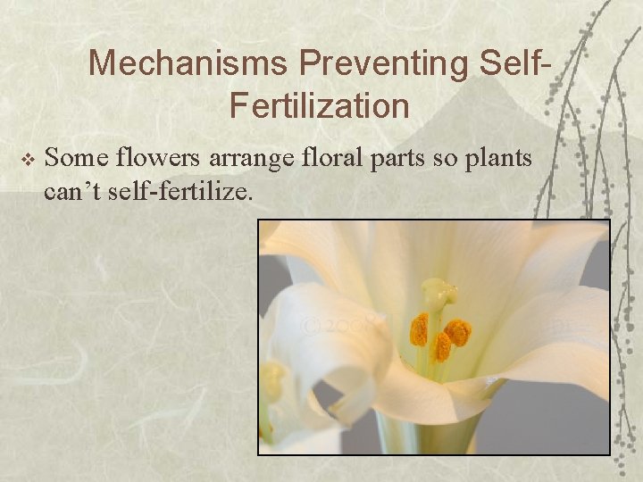 Mechanisms Preventing Self. Fertilization v Some flowers arrange floral parts so plants can’t self-fertilize.