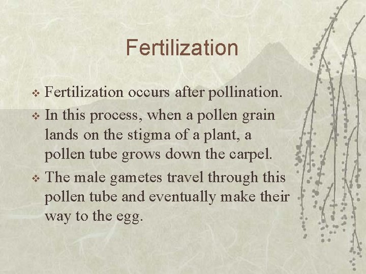 Fertilization occurs after pollination. v In this process, when a pollen grain lands on