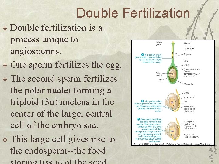 Double Fertilization Double fertilization is a process unique to angiosperms. v One sperm fertilizes