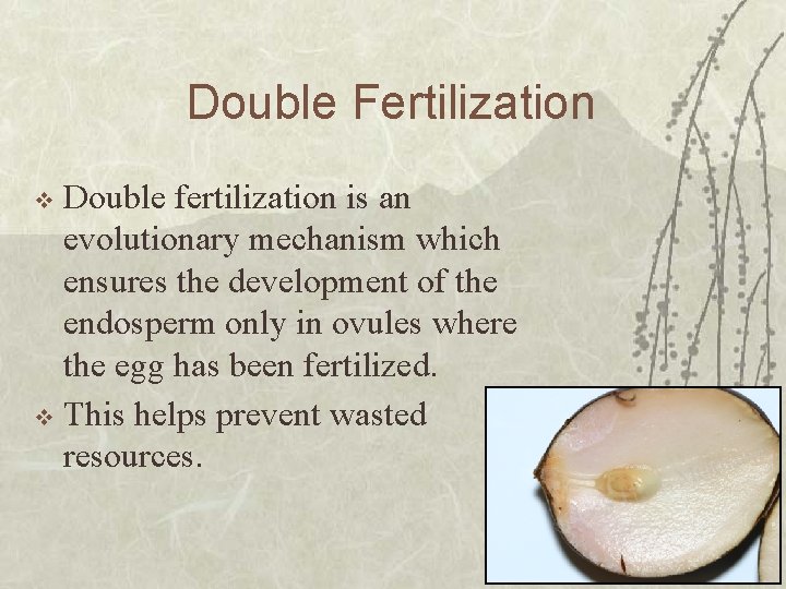 Double Fertilization Double fertilization is an evolutionary mechanism which ensures the development of the