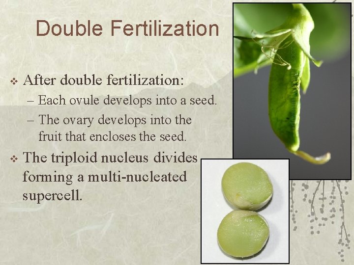 Double Fertilization v After double fertilization: – Each ovule develops into a seed. –