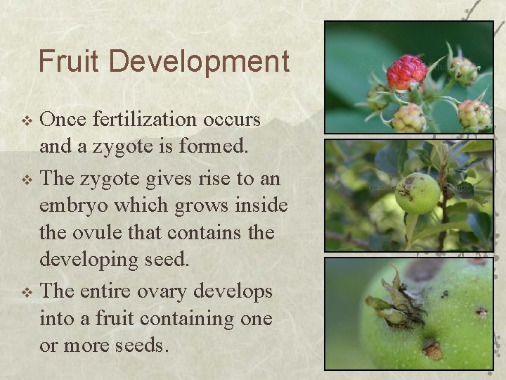 Fruit Development Once fertilization occurs and a zygote is formed. v The zygote gives