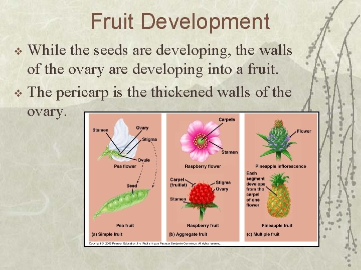 Fruit Development While the seeds are developing, the walls of the ovary are developing