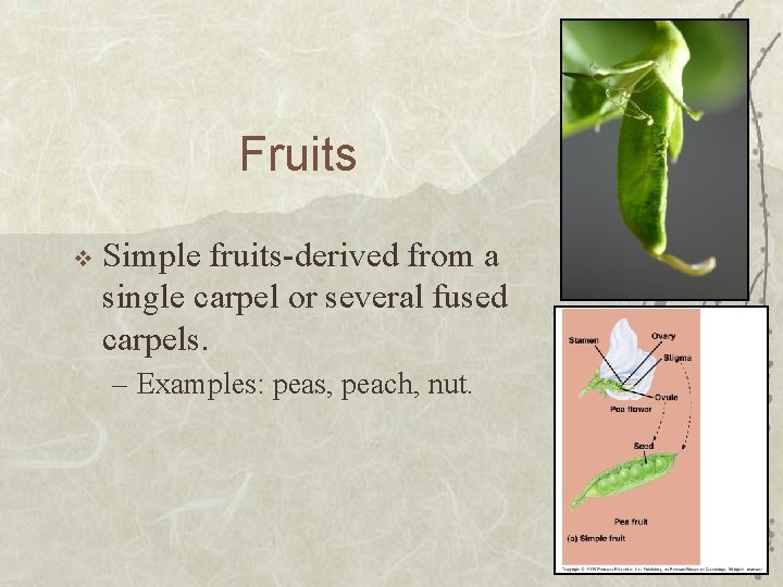 Fruits v Simple fruits-derived from a single carpel or several fused carpels. – Examples: