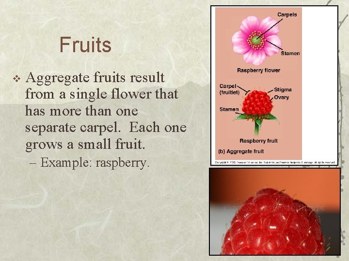 Fruits v Aggregate fruits result from a single flower that has more than one