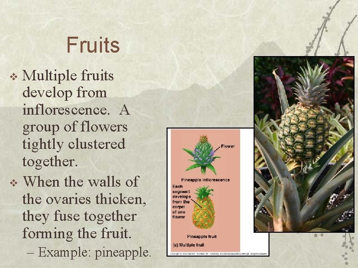Fruits Multiple fruits develop from inflorescence. A group of flowers tightly clustered together. v