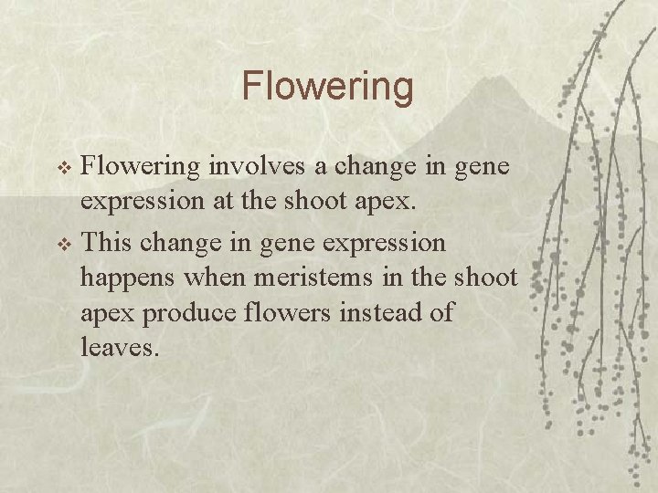 Flowering involves a change in gene expression at the shoot apex. v This change
