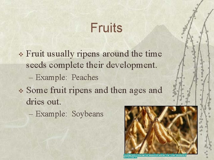 Fruits v Fruit usually ripens around the time seeds complete their development. – Example: